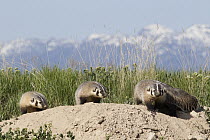 American Badger (Taxidea taxus) mother with kits at den, National Bison Range, Moise, Montana