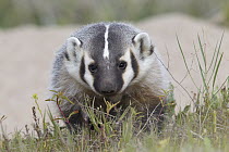 American Badger (Taxidea taxus) kit, National Bison Range, Moise, Montana