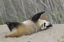 American Badger (Taxidea taxus) kit rolling in sand at den, National Bison Range, Moise, Montana
