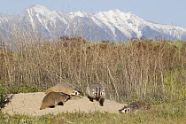 American Badger (Taxidea taxus) mother with kits at den, National Bison Range, Moise, Montana