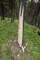 Black Bear (Ursus americanus) ripped pinebark to feed on rich cambium layer, Jasper National Park, Alberta, Canada