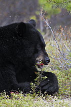 Black Bear (Ursus americanus) eating berries, Jasper National Park, Alberta, Canada