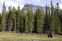 Black Bear (Ursus americanus) in meadow, Jasper National Park, Alberta, Canada