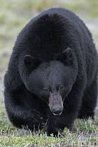 Black Bear (Ursus americanus), Jasper National Park, Alberta, Canada