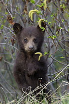 Black Bear (Ursus americanus) cub, Jasper National Park, Alberta, Canada