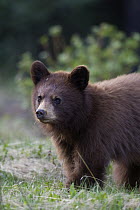 Black Bear (Ursus americanus) cub, Jasper National Park, Alberta, Canada