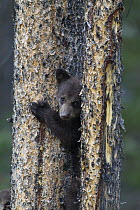 Black Bear (Ursus americanus) cub in tree, Jasper National Park, Alberta, Canada