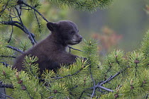 Black Bear (Ursus americanus) cub in pine tree, Jasper National Park, Alberta, Canada
