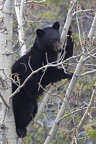 Black Bear (Ursus americanus) in tree, Jasper National Park, Alberta, Canada
