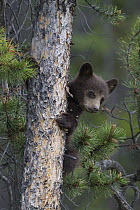 Black Bear (Ursus americanus) cub in tree, Jasper National Park, Alberta, Canada