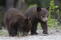 Black Bear (Ursus americanus) cubs, Jasper National Park, Alberta, Canada