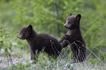 Black Bear (Ursus americanus) cubs playing, Jasper National Park, Alberta, Canada