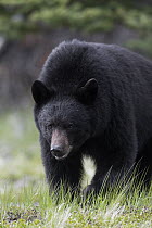 Black Bear (Ursus americanus), Jasper National Park, Alberta, Canada