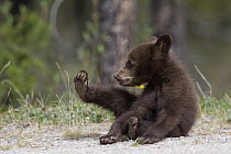 Black Bear (Ursus americanus) cub, Jasper National Park, Alberta, Canada. Sequence 3 of 3