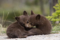 Black Bear (Ursus americanus) cubs playing, Jasper National Park, Alberta, Canada. Sequence 1 of 8