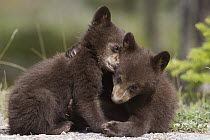 Black Bear (Ursus americanus) cubs playing, Jasper National Park, Alberta, Canada. Sequence 2 of 8