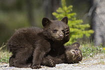 Black Bear (Ursus americanus) cubs playing, Jasper National Park, Alberta, Canada. Sequence 3 of 8