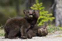 Black Bear (Ursus americanus) cubs playing, Jasper National Park, Alberta, Canada. Sequence 4 of 8