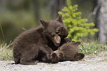 Black Bear (Ursus americanus) cubs playing, Jasper National Park, Alberta, Canada. Sequence 5 of 8