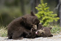 Black Bear (Ursus americanus) cubs playing, Jasper National Park, Alberta, Canada. Sequence 6 of 8