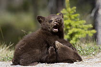 Black Bear (Ursus americanus) cubs playing, Jasper National Park, Alberta, Canada. Sequence 7 of 8