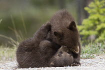 Black Bear (Ursus americanus) cubs playing, Jasper National Park, Alberta, Canada. Sequence 8 of 8