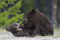 Black Bear (Ursus americanus) cub pair playing, Jasper National Park, Alberta, Canada. Sequence 1 of 3