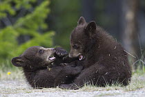 Black Bear (Ursus americanus) cub pair playing, Jasper National Park, Alberta, Canada. Sequence 2 of 3