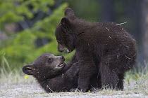Black Bear (Ursus americanus) cub pair playing, Jasper National Park, Alberta, Canada. Sequence 3 of 3