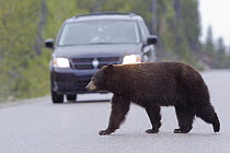 Black Bear (Ursus americanus) crossing road in front of van, Jasper National Park, Alberta, Canada