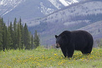 Black Bear (Ursus americanus) in a field of Dandelions (Taraxacum officinale), Jasper National Park, Alberta, Canada
