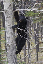Black Bear (Ursus americanus) climbing down tree, Jasper National Park, Alberta, Canada