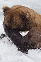 Grizzly Bear (Ursus arctos horribilis) catching salmon, Brooks Falls, Alaska