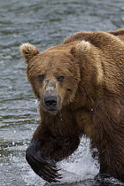 Grizzly Bear (Ursus arctos horribilis), Brooks Falls, Alaska