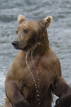 Grizzly Bear (Ursus arctos horribilis) foraging for salmon, Brooks Falls, Alaska