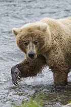 Grizzly Bear (Ursus arctos horribilis) in shallow water, Brooks Falls, Alaska