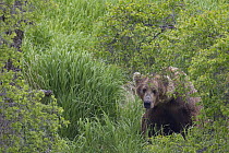Grizzly Bear (Ursus arctos horribilis) peeking through branches, Brooks Falls, Alaska
