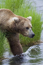Grizzly Bear (Ursus arctos horribilis) walking in river, Brooks Falls, Alaska