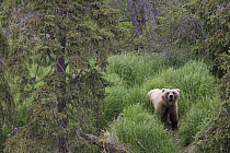 Grizzly Bear (Ursus arctos horribilis) in forest habitat, Brooks Falls, Alaska