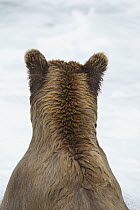 Grizzly Bear (Ursus arctos horribilis) back, Brooks Falls, Alaska