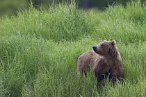 Grizzly Bear (Ursus arctos horribilis) in grasses, Brooks Falls, Alaska