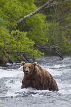 Grizzly Bear (Ursus arctos horribilis) walking through river, Brooks Falls, Alaska