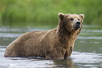 Grizzly Bear (Ursus arctos horribilis) in river, Brooks Falls, Alaska