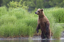 Grizzly Bear (Ursus arctos horribilis) on the look out, Brooks Falls, Alaska
