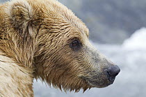 Grizzly Bear (Ursus arctos horribilis), Brooks Falls, Alaska