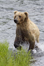 Grizzly Bear (Ursus arctos horribilis) running in river, Brooks Falls, Alaska