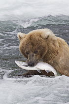 Grizzly Bear (Ursus arctos horribilis) catching salmon, Brooks Falls, Alaska