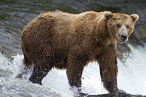 Grizzly Bear (Ursus arctos horribilis) in river, Brooks Falls, Alaska