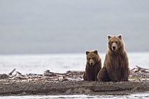 Grizzly Bear (Ursus arctos horribilis) mother and cub, Brooks Falls, Alaska