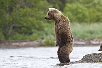 Grizzly Bear (Ursus arctos horribilis) looking for salmon, Brooks Falls, Alaska